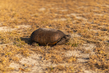 Close-Up of Gopher Tortoise in Florida Nature