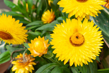 beautiful yellow strawflower at horizontal composition