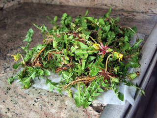 dandelions on kitchen counter