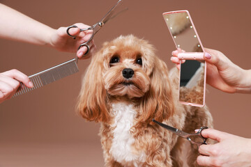 Women with grooming tools and cute dog on brown background, closeup