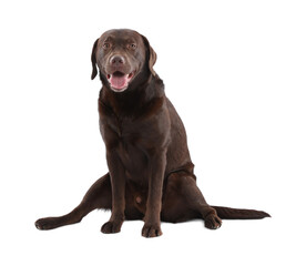 Cute dog on white background. Lovely pet