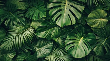 Lush Green Tropical Foliage: A Captivating Display of Monstera and Palm Leaves
