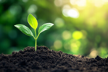Hopeful Sprout Emerges from Soil Bathed in Morning Sunlight Serenity