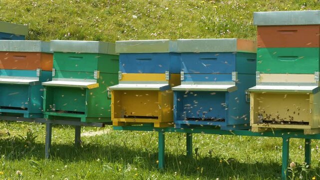 CLOSE UP: Colorful wooden beehives surrounded by buzzing honey bees in a lush alpine meadow. Active pollination in mountain natural environment that emphasizes sustainable beekeeping and rural life.