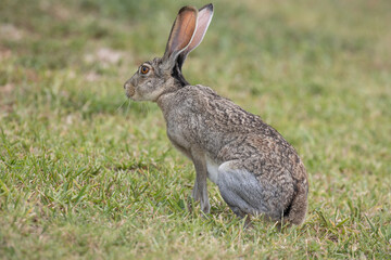 Jack rabbit with ears up facing left