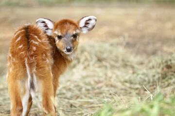 portrait of little sitatunga's facial expression