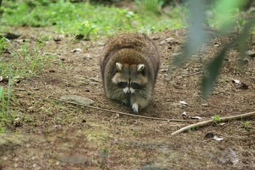 a fat raccoon roaming the ground