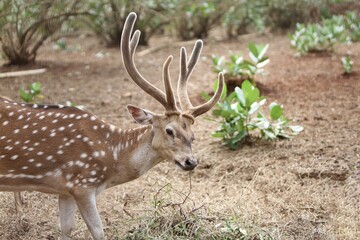 an adult axis deer eating grass alone