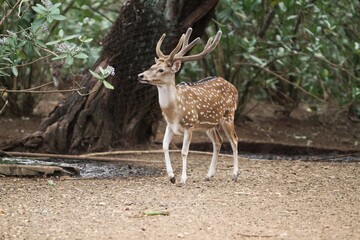 an adult axis deer standing alone on the ground