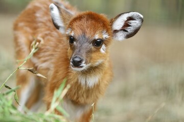 portrait of little sitatunga's facial expression