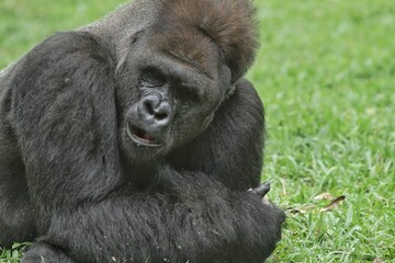 Naklejka premium silverback gorilla lying on the grass looking sideways