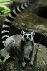 Obraz premium a lemur sitting on a rock looking at the camera