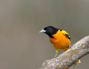 Male Northern Baltimore Oriole perched on a tree branch on a sunny spring afternoon.