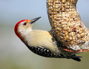 Male Redbellied Woodpecker clinging to a peanut feeder eating on a sunny spring afternoon.