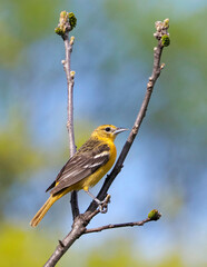 Female Northern Baltimore Oriole perched on a tree branch on a sunny spring afternoon.