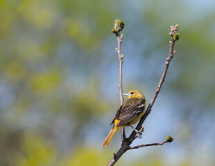 Female Northern Baltimore Oriole perched on a tree branch on a sunny spring afternoon.