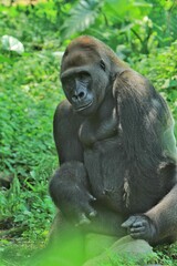 silverback gorilla behavior in conservation