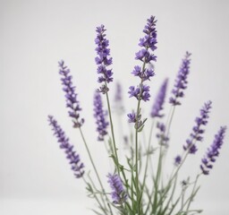 Obraz premium Delicate lavender blooms atop pristine white background, macro, soft
