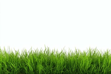Obraz premium Green Grass Blades Isolated on White Background for Spring Design Elements