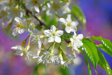 closeup of  Thai sakura flower