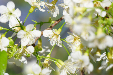 closeup of  Thai sakura flower