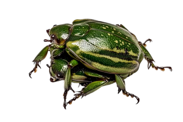 Detailed Photo Of Green Beetle Insects On Black Isolated Background