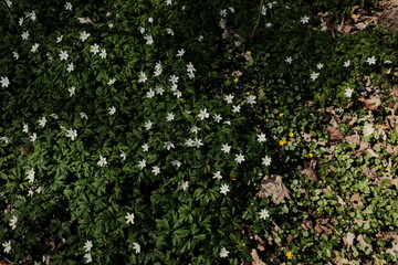 white spring wildflowers blooming on lush green ground in woodland area forming natural floral carpet. High quality photo