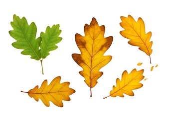Fototapeta premium Bright yellow oak leaves with green highlights