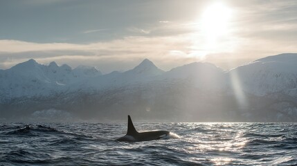 Fototapeta premium Majestic orca gliding through arctic waters, sunlit mountains as backdrop.