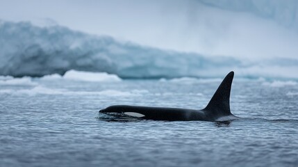 Naklejka premium A solitary orca glides through frigid arctic waters.