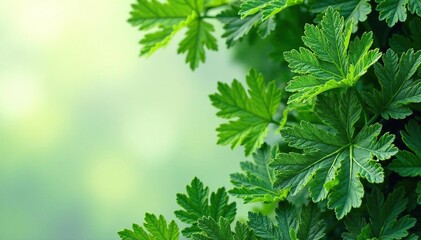 Intricate parsley leaves forming a natural design , fresh, nature
