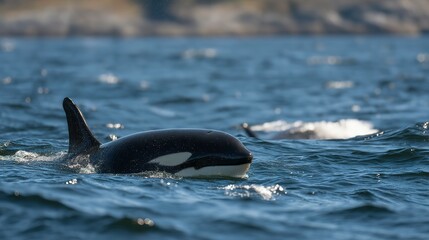 Fototapeta premium Majestic orca swimming in the ocean waves.