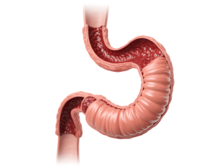 Anatomical illustration of the human digestive system and intestinal structure for medical purposes
