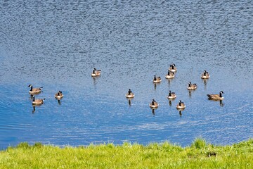 Canada geese