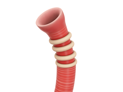 3d rendered illustration of a realistic trachea isolated on a black background anatomical concept
