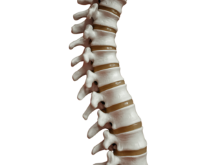 Anatomical representation of human lumbar vertebrae displaying spinal anatomy for medical or educational use