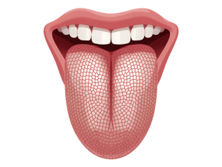Illustrated representation of human anatomy showing mouth teeth and a detailed tongue structure