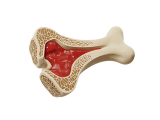 Cross-sectional anatomical illustration of human bone marrow displaying healthy interior structure