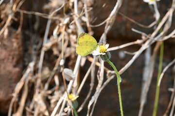Eurema alitha butterfly. Its common names scalloped grass yellow, common grass yellow, Eurema and Pieridae. This is  species in the genus Eurema. Its found in Southeast Asia. Tridax procumbens Flower
