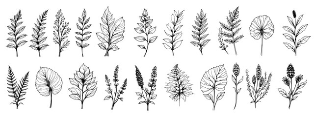 Botanical leaf illustration presents a set of diverse plant leaves, meticulously hand drawn with fine details in a classic monochrome style.