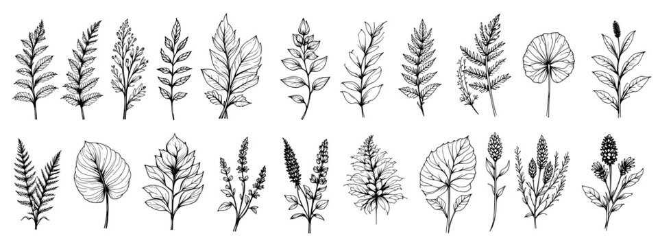 Naklejki Botanical leaf illustration presents a set of diverse plant leaves, meticulously hand drawn with fine details in a classic monochrome style.