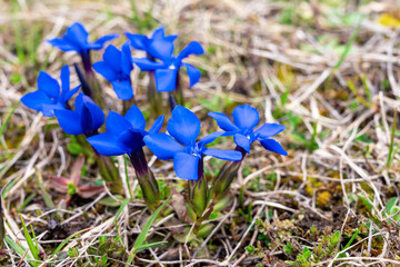 Close-up of bright blue gentian flowers blooming amidst natural meadow grass and foliage,...