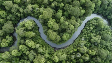 Aerial View of Lush Green Forest with Winding River, Dense Canopy, TopDown Perspective
