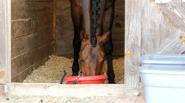 Braided Mane Brown Horse Eating From A Red Bucket In A Stall