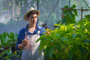 Farmers are taking care of the health of cocoa seedlings in an organic, pest-free greenhouse to...