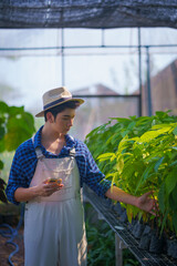 Farmers are taking care of the health of cocoa seedlings in an organic, pest-free greenhouse to...