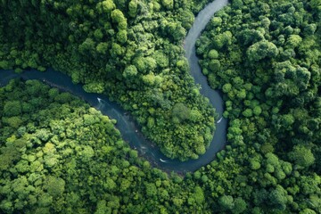Fototapeta premium Forest Canopy River Aerial View, Evergreen Trees Winding River Top Down, Green Landscape