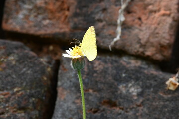 Eurema alitha butterfly. Its common names scalloped grass yellow, common grass yellow, Eurema and Pieridae. This is  species in the genus Eurema. Its found in Southeast Asia. Tridax procumbens Flower

