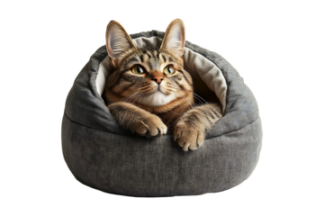Curious Cat with Bunny Ears Gazes from Cozy Bed isolated on transparent background
