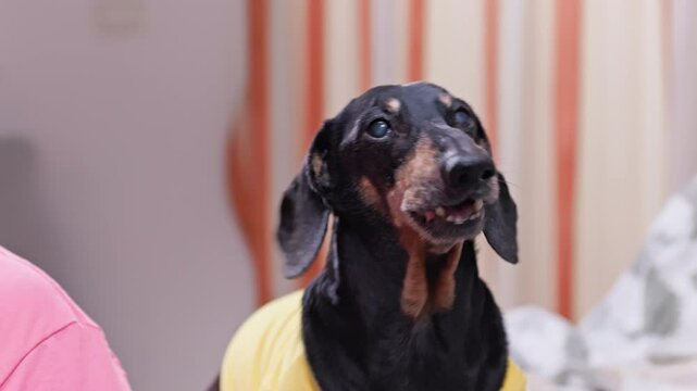 A black and tan dachshund stares forward with a neutral expression, seated indoors sneezes and barks discontentedly at his owner